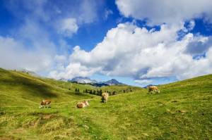 Verano en los Alpes