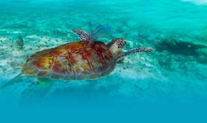 Maravillas de Ecuador y Galápagos