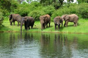 Botswana express