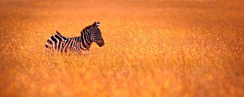 Gran Safari por Tanzania 