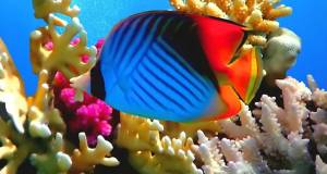 Polinesia Alternativa