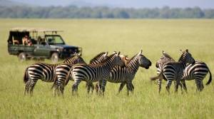 Solo Tanzania