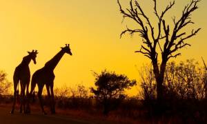 Sudáfrica classic safari